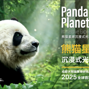 全球首个！熊猫星球沉浸式光影大展在成都开启
