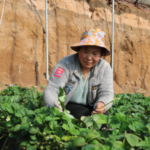 “小时候的草莓味”回来了！叮咚买菜助力平谷有机草莓“出圈” ...