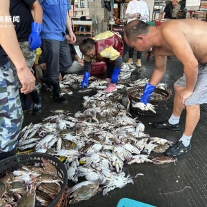 价格大跳水，很多人爱吃！相关部门预计：梭子蟹价格可能还会再跌 ...